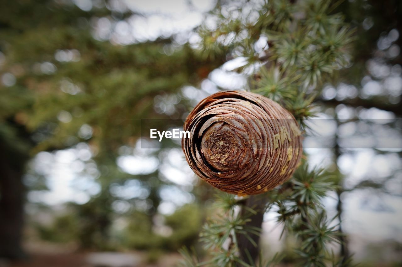 CLOSE-UP OF SNAILS ON TREE