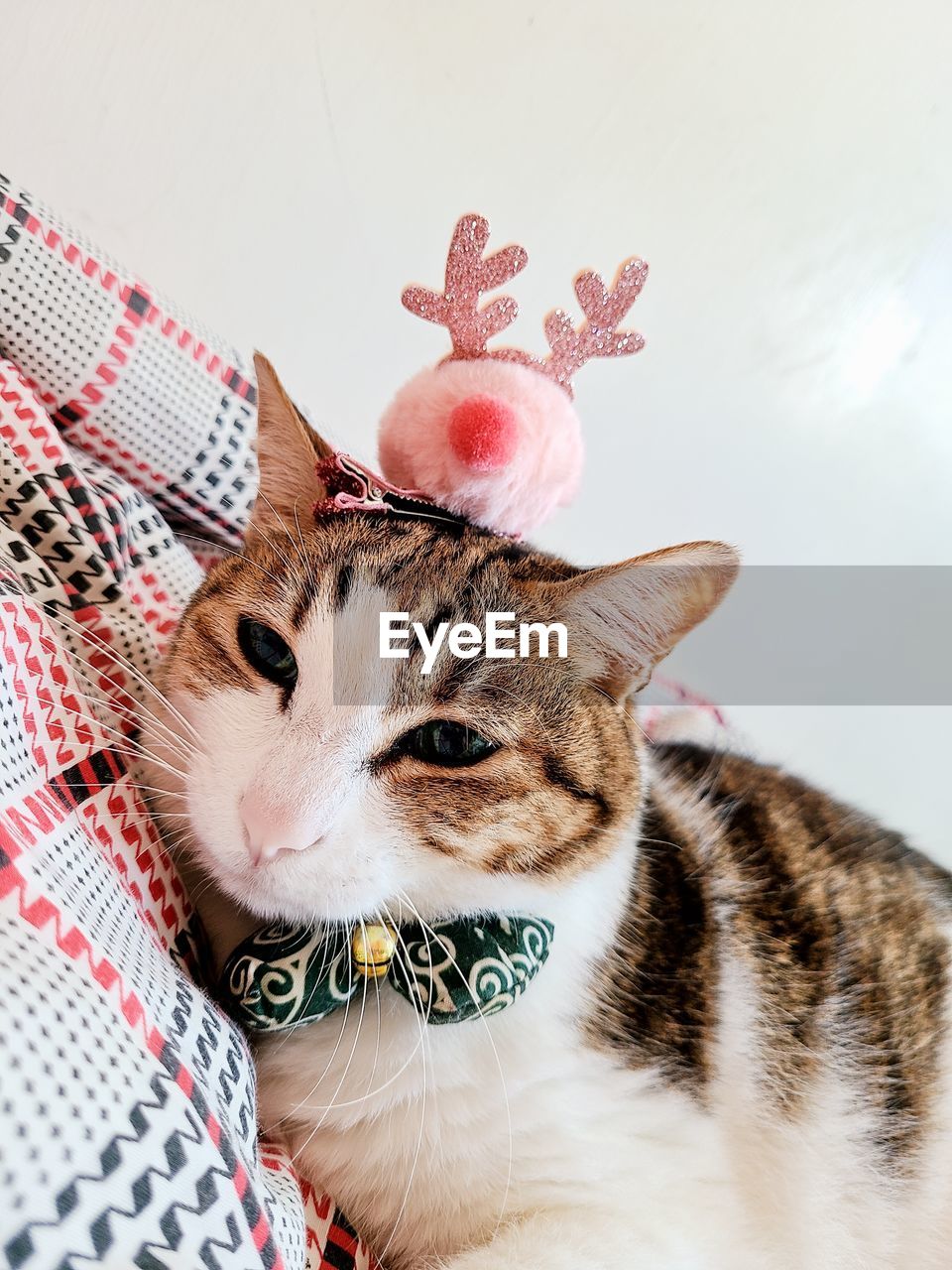 Close-up of a cat with xmas decoration