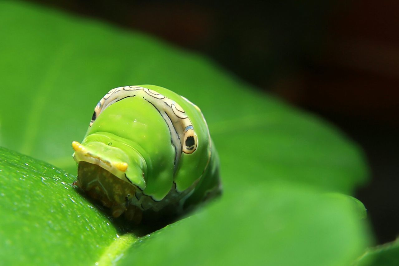 Close-up of green insect