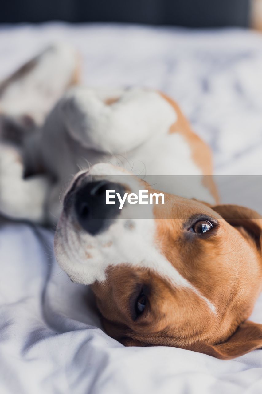 Close-up portrait of dog lying on bed