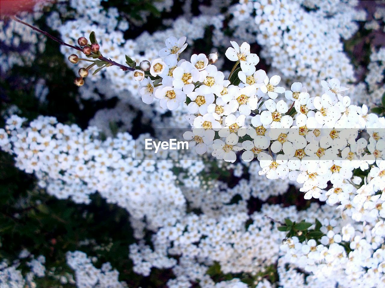 Close-up of flowers on tree