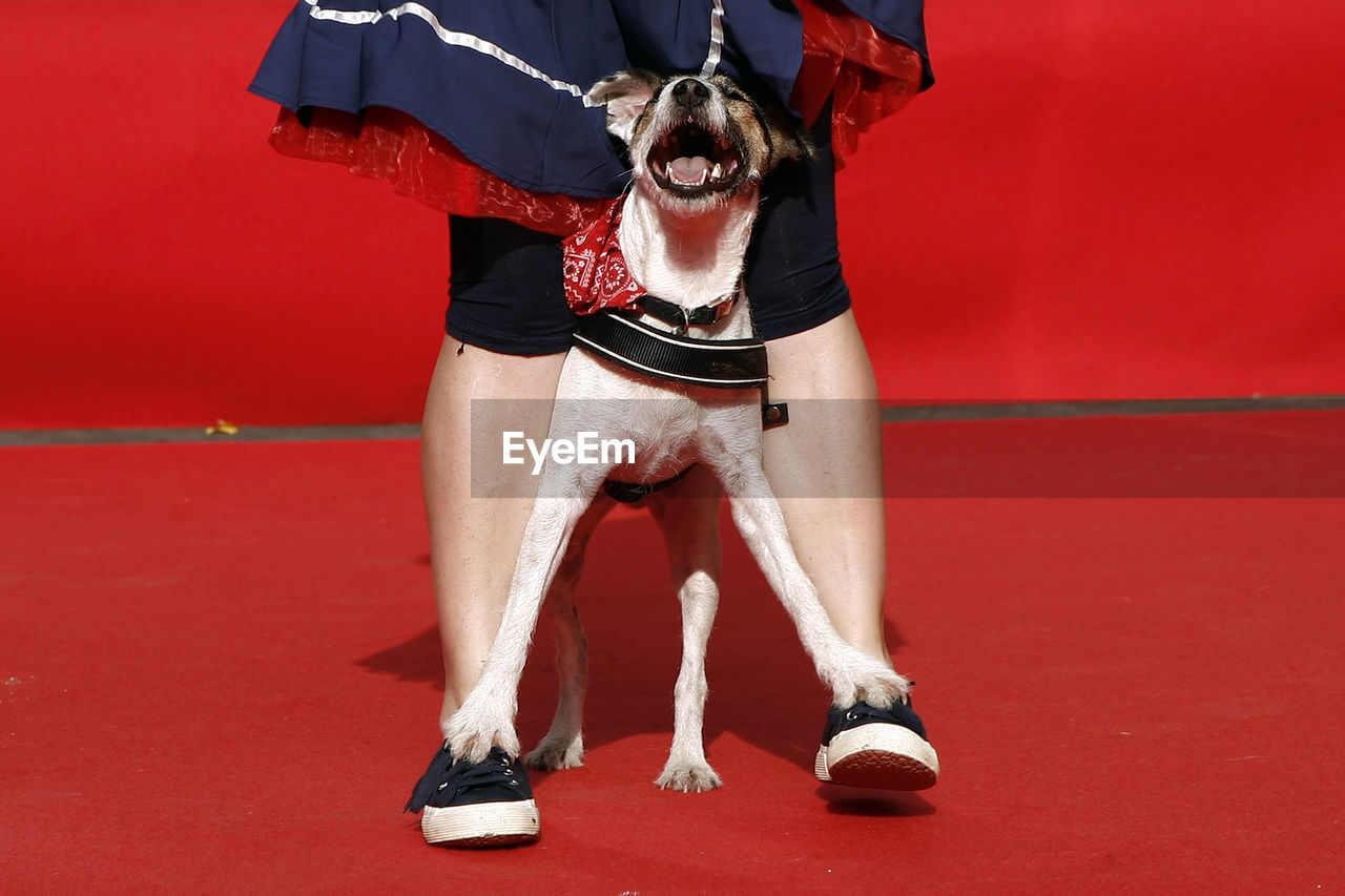 Low section of woman standing on dog for freestyle show