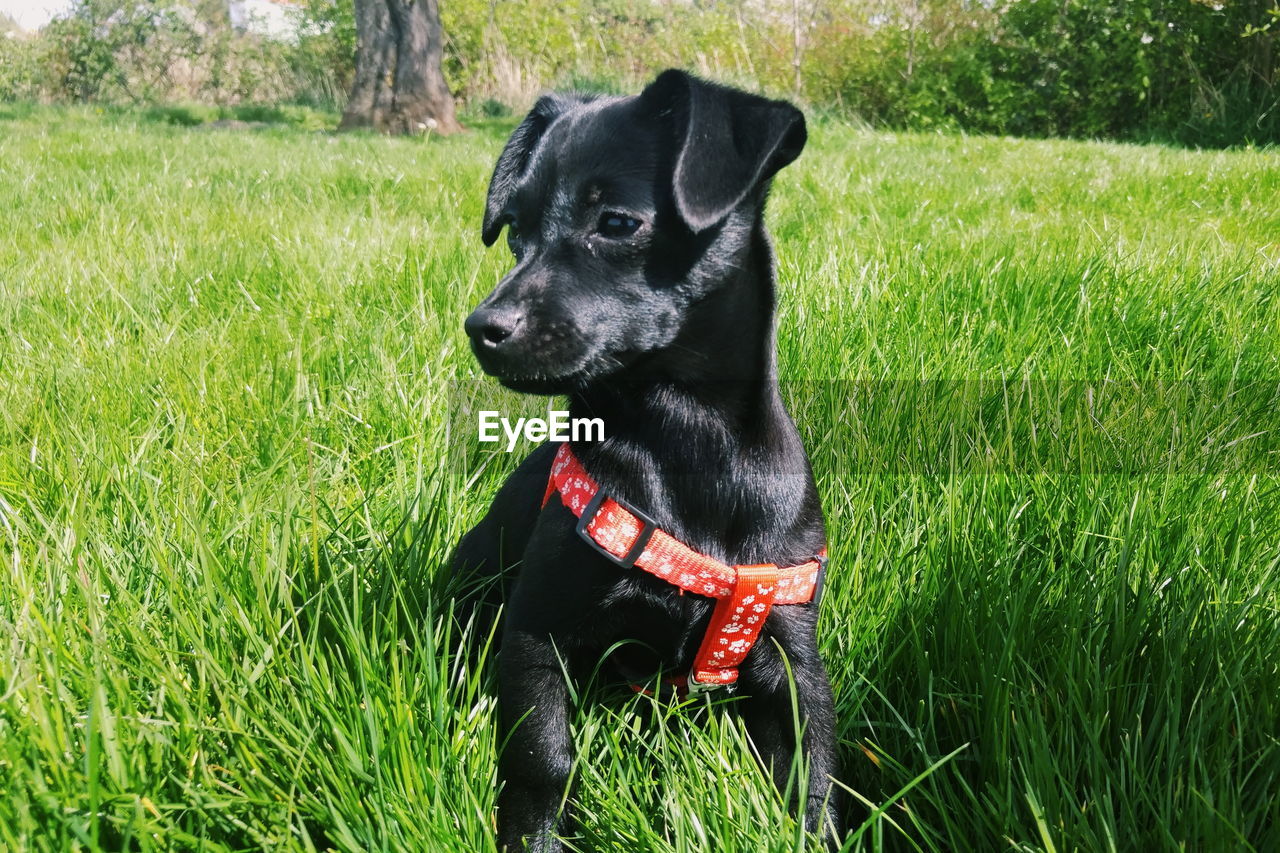 Close-up of dog on grassland