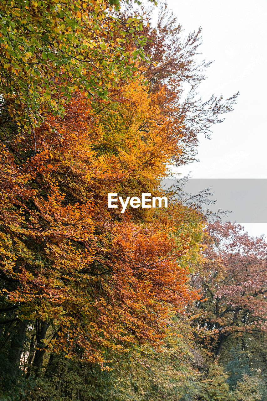 AUTUMN TREE AGAINST SKY