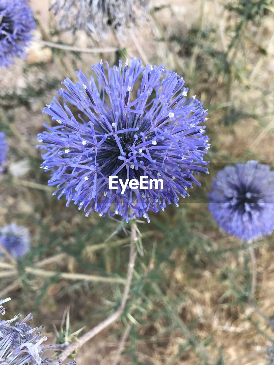 PURPLE FLOWERS BLOOMING ON FIELD