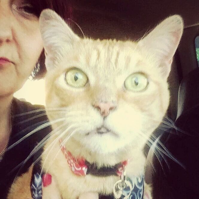 PORTRAIT OF CAT