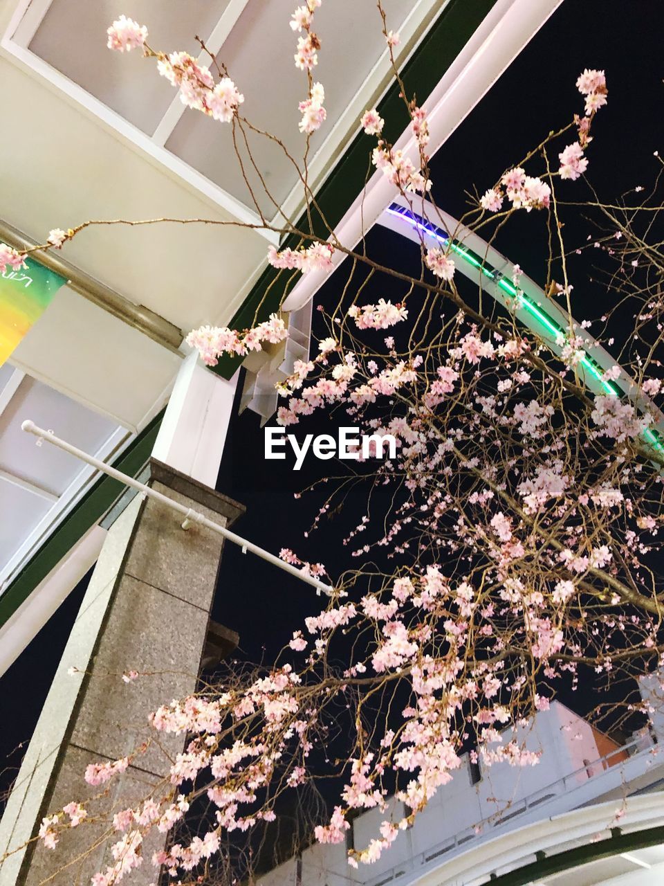 LOW ANGLE VIEW OF CHERRY BLOSSOM TREE