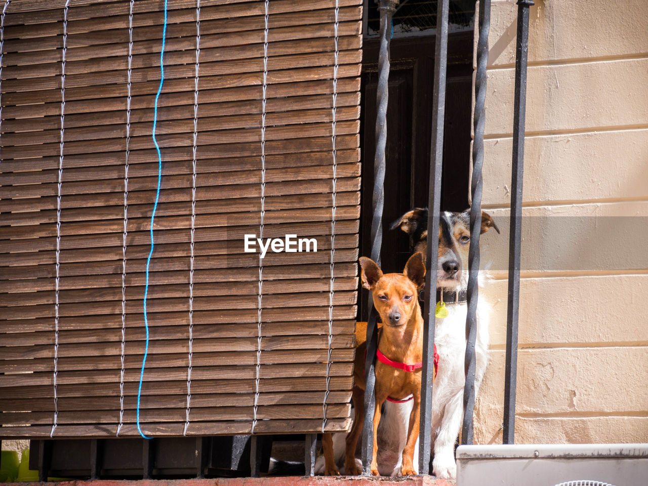 Low angle portrait of dogs standing at balcony