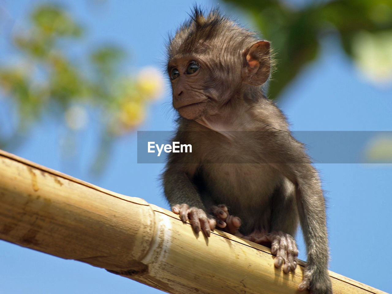 Baby monkey sitting on bamboo stick infront of blue sky and some leaves