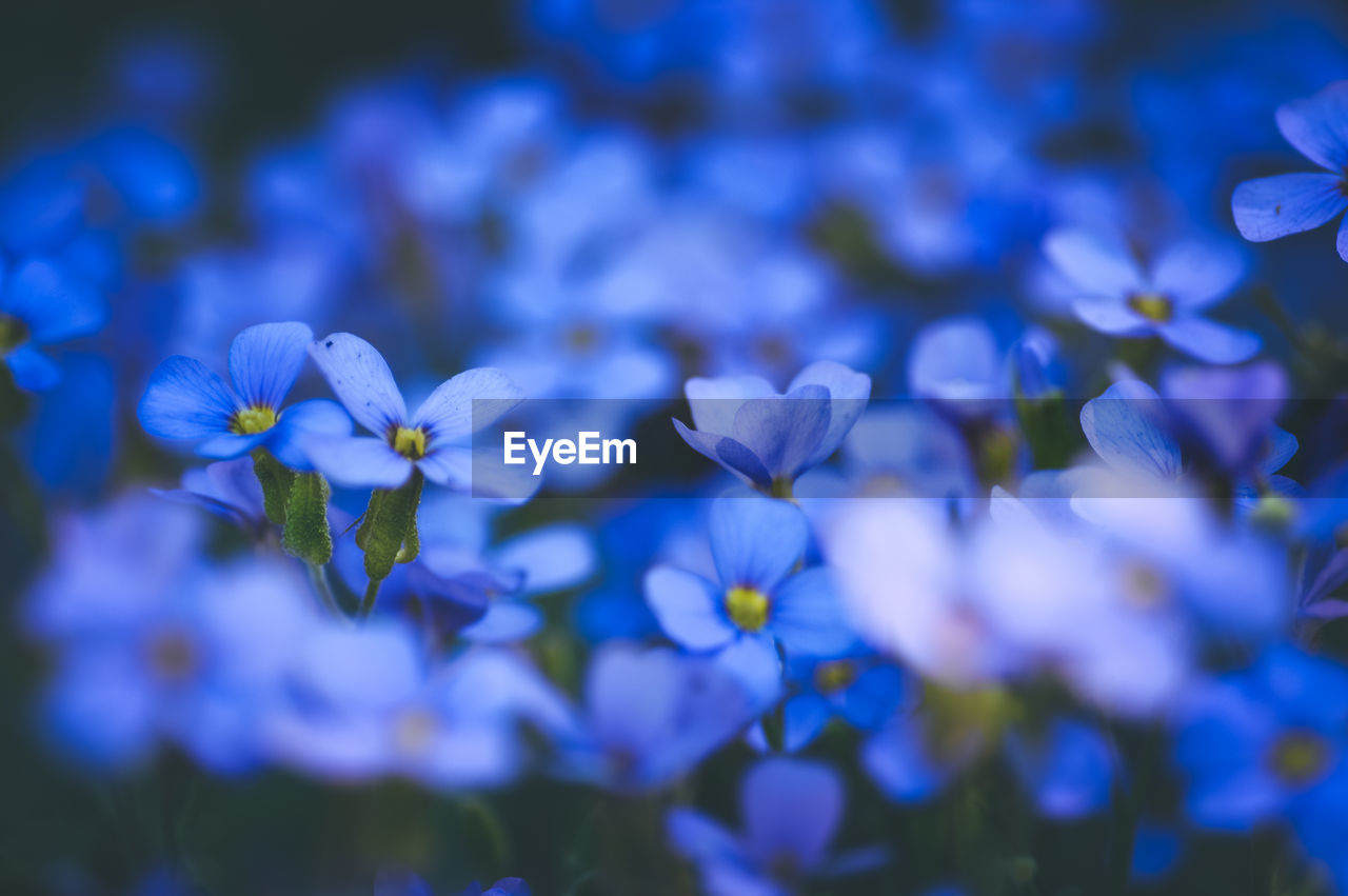 Close-up of purple flowering plants