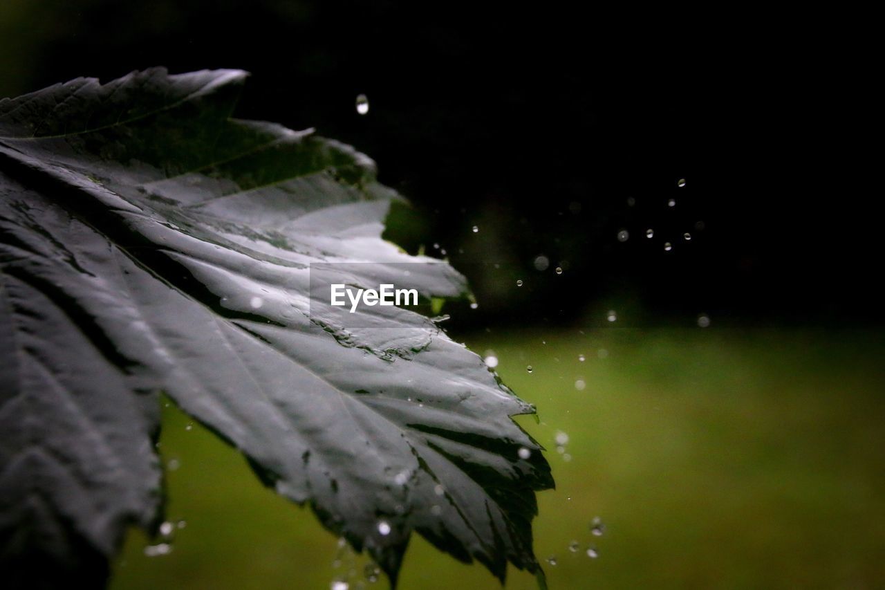 CLOSE-UP OF WET LEAF