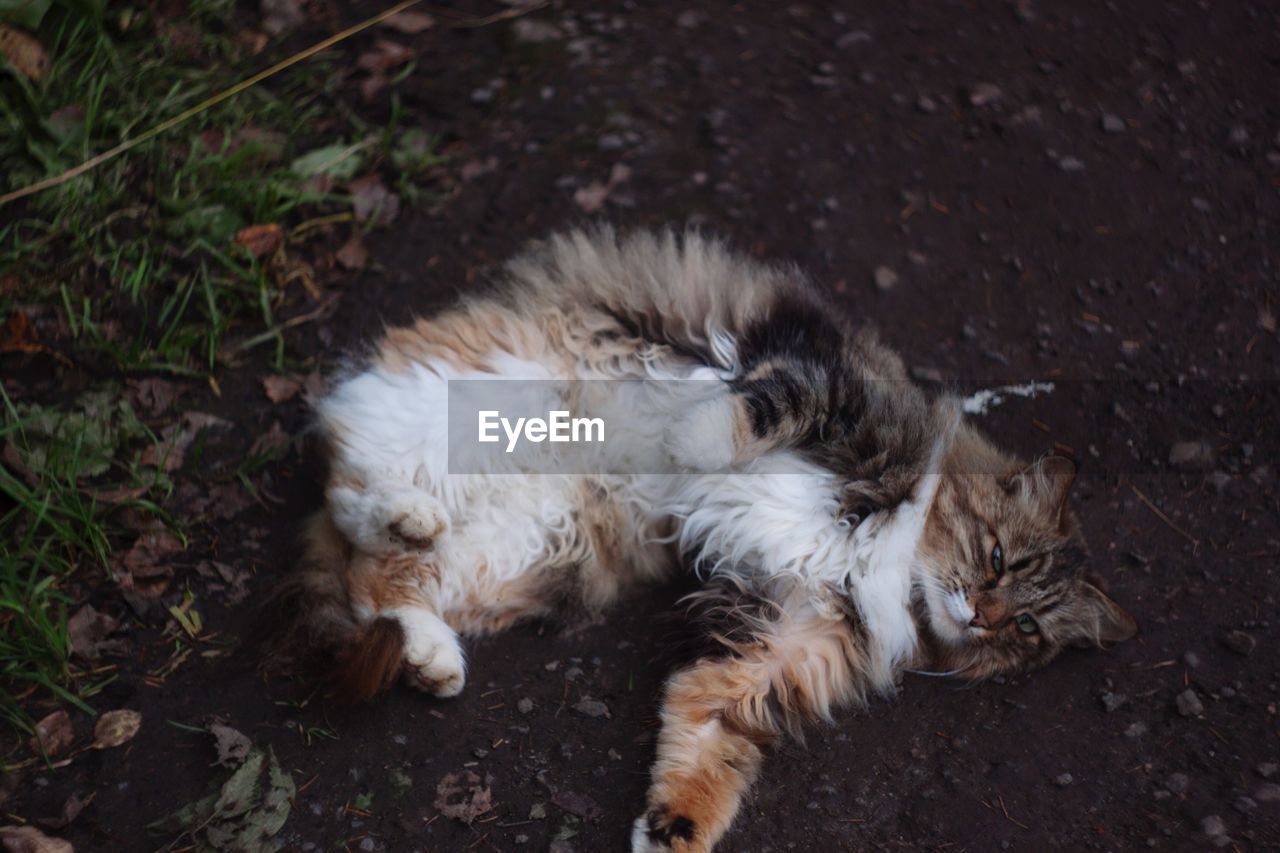 HIGH ANGLE VIEW OF DOG RELAXING ON DIRT