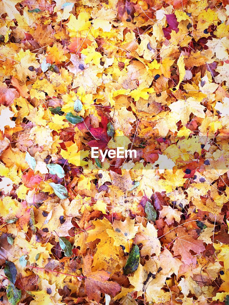 CLOSE-UP OF YELLOW AUTUMN LEAVES