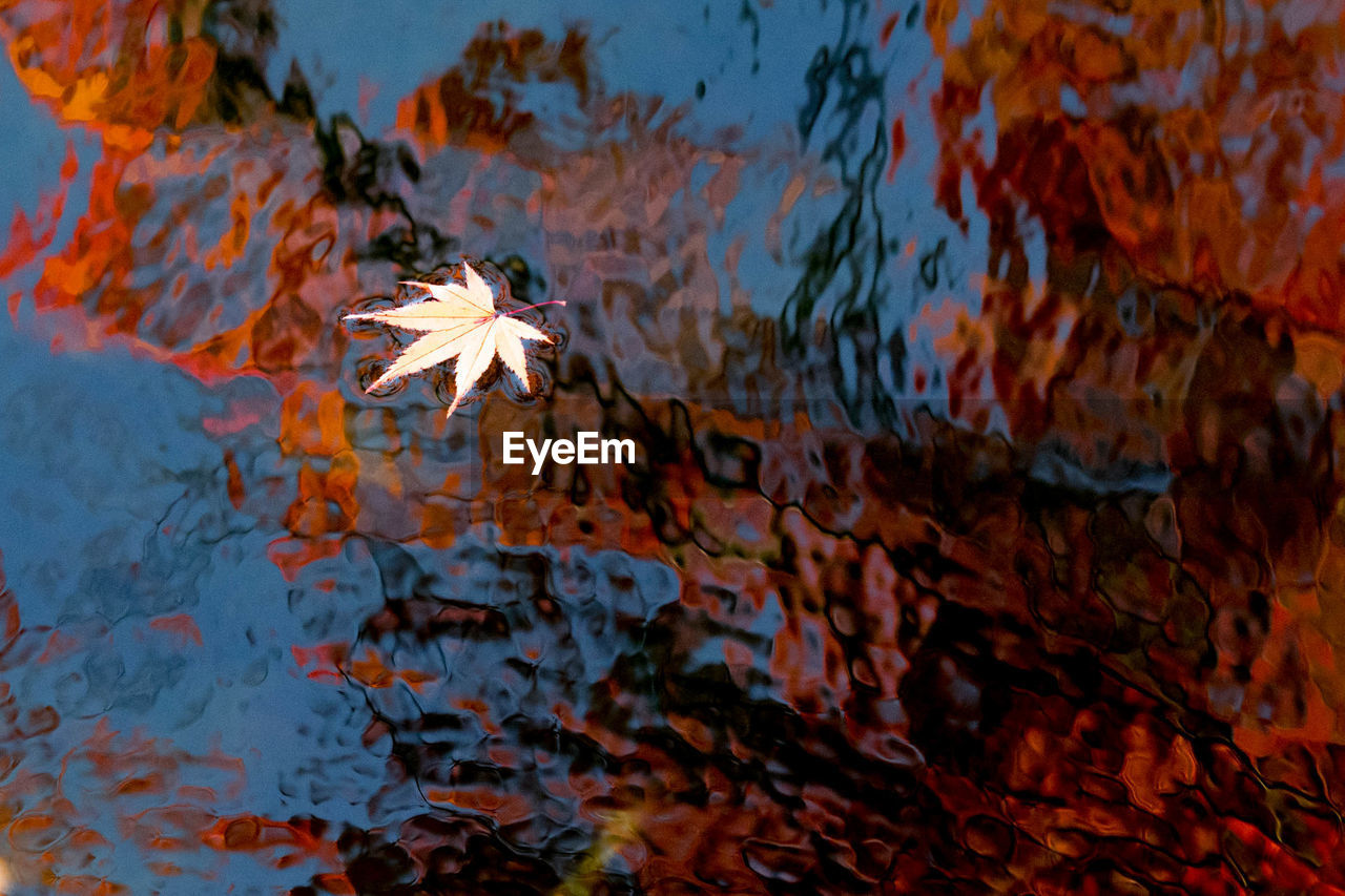 CLOSE-UP OF MAPLE LEAF IN WATER