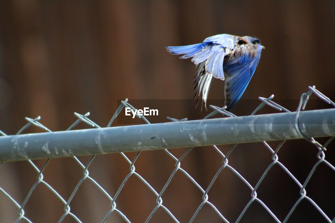 Close-up of bird in flight