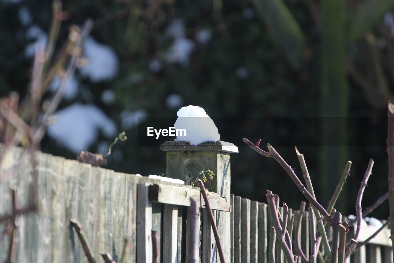 CLOSE-UP OF WHITE BIRD PERCHING ON TREE