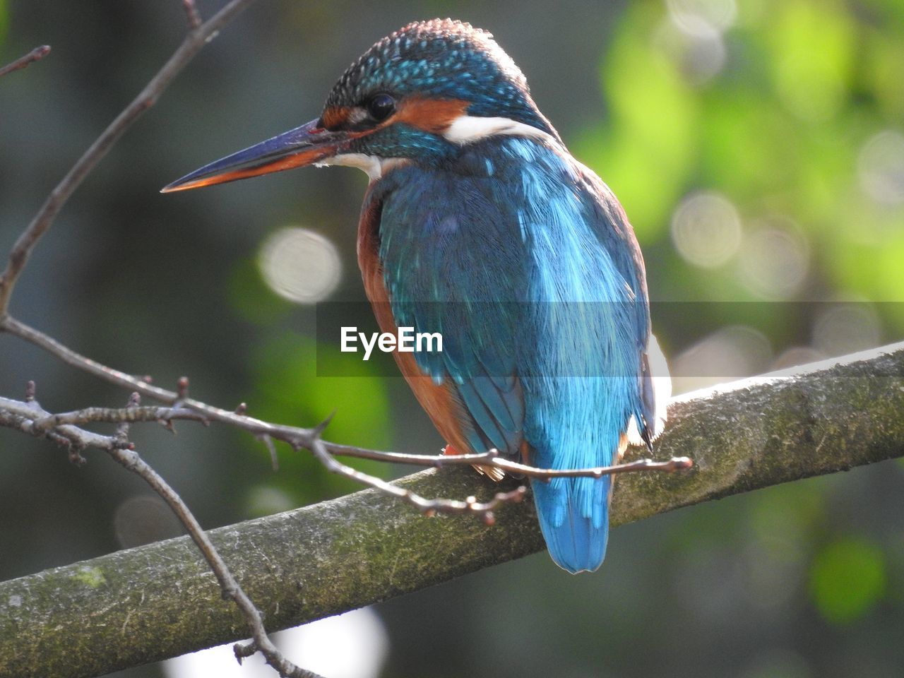 CLOSE-UP OF BLUE BIRD PERCHING ON TREE