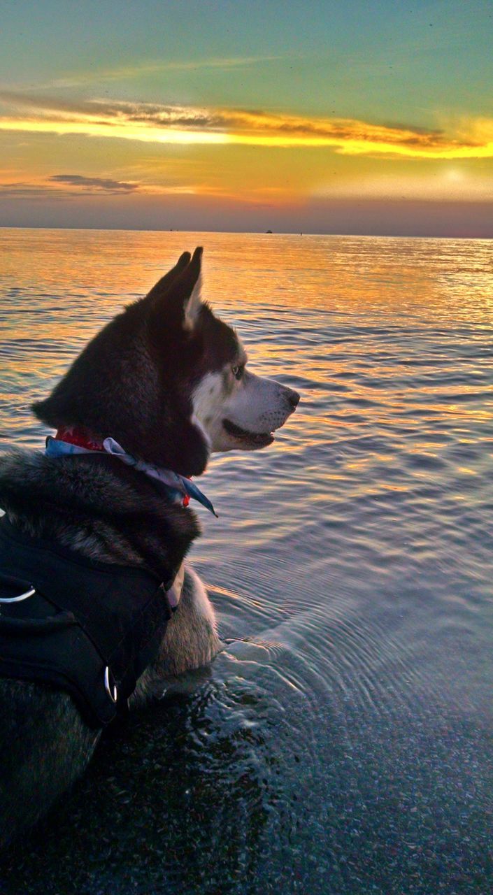 DOG ON BEACH AGAINST SKY AT SUNSET