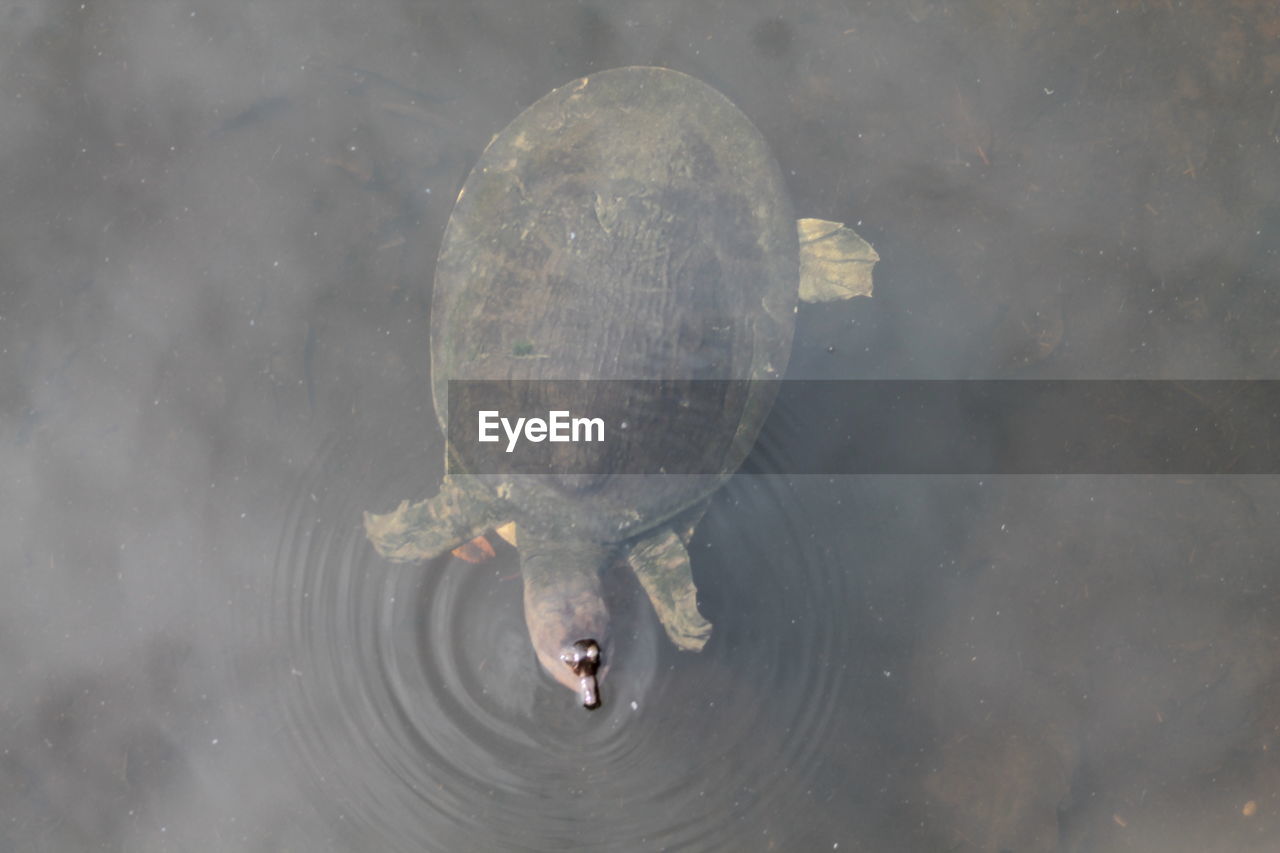 HIGH ANGLE VIEW OF TURTLE IN WATER