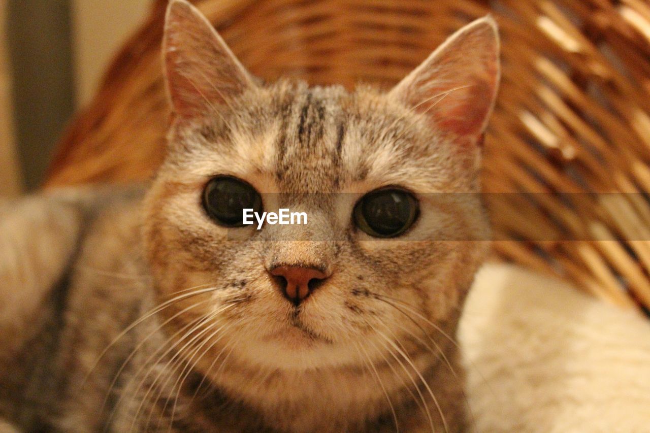 CLOSE-UP PORTRAIT OF CAT IN PEN