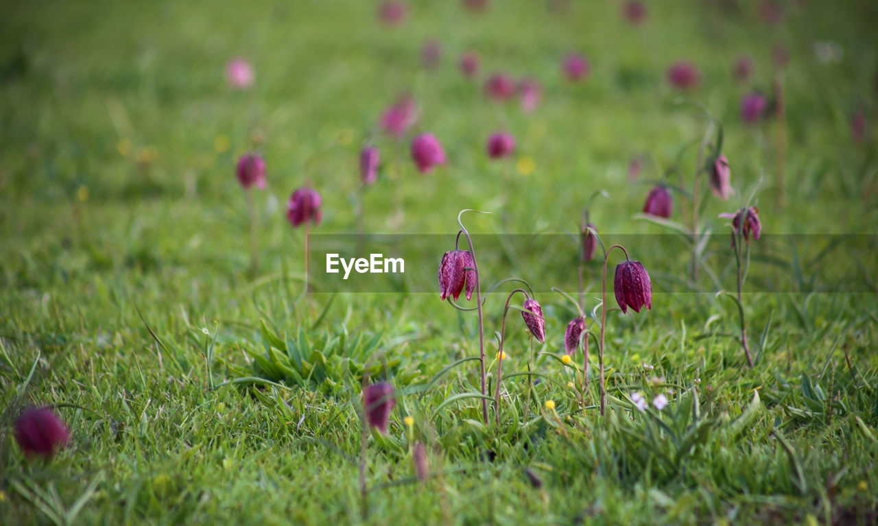 CLOSE-UP OF PINK FLOWER ON FIELD