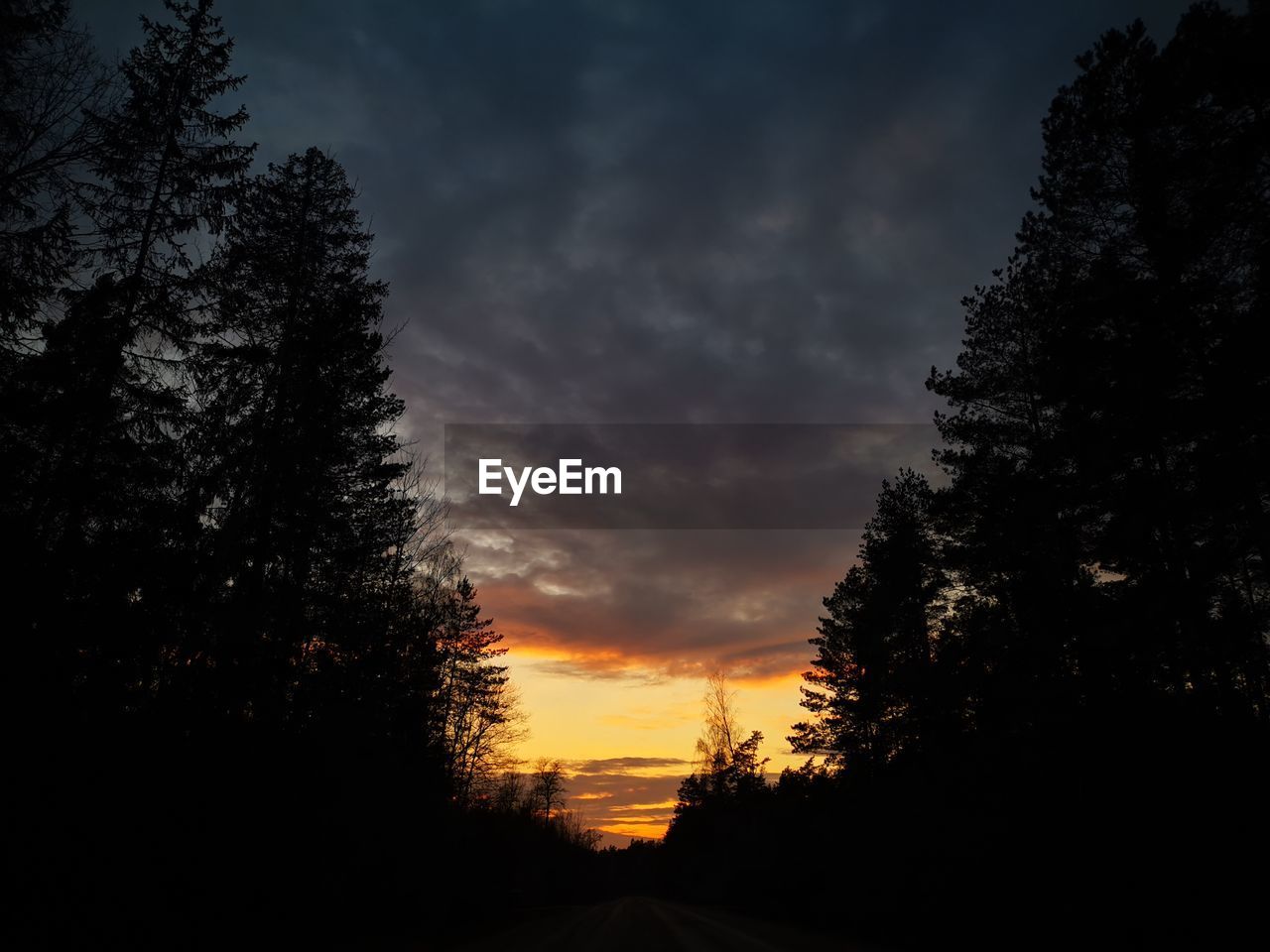 LOW ANGLE VIEW OF SILHOUETTE TREES AGAINST SKY