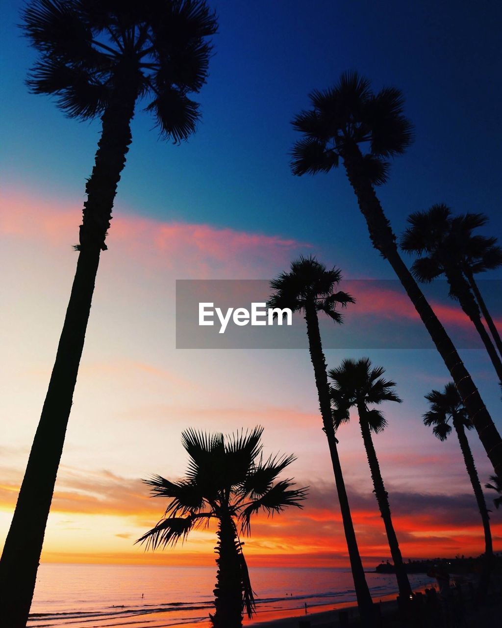 SILHOUETTE PALM TREES ON SHORE AGAINST ROMANTIC SKY