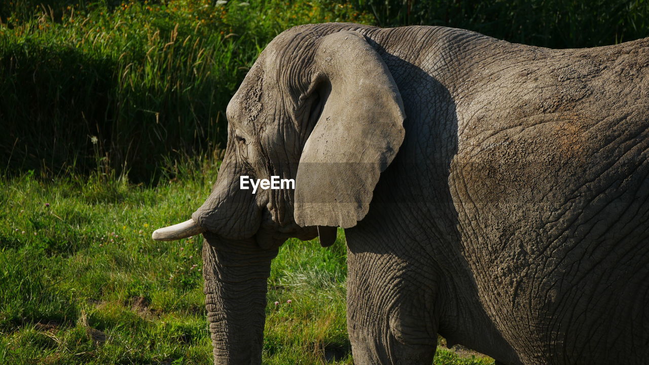 CLOSE-UP OF ELEPHANT ON FIELD