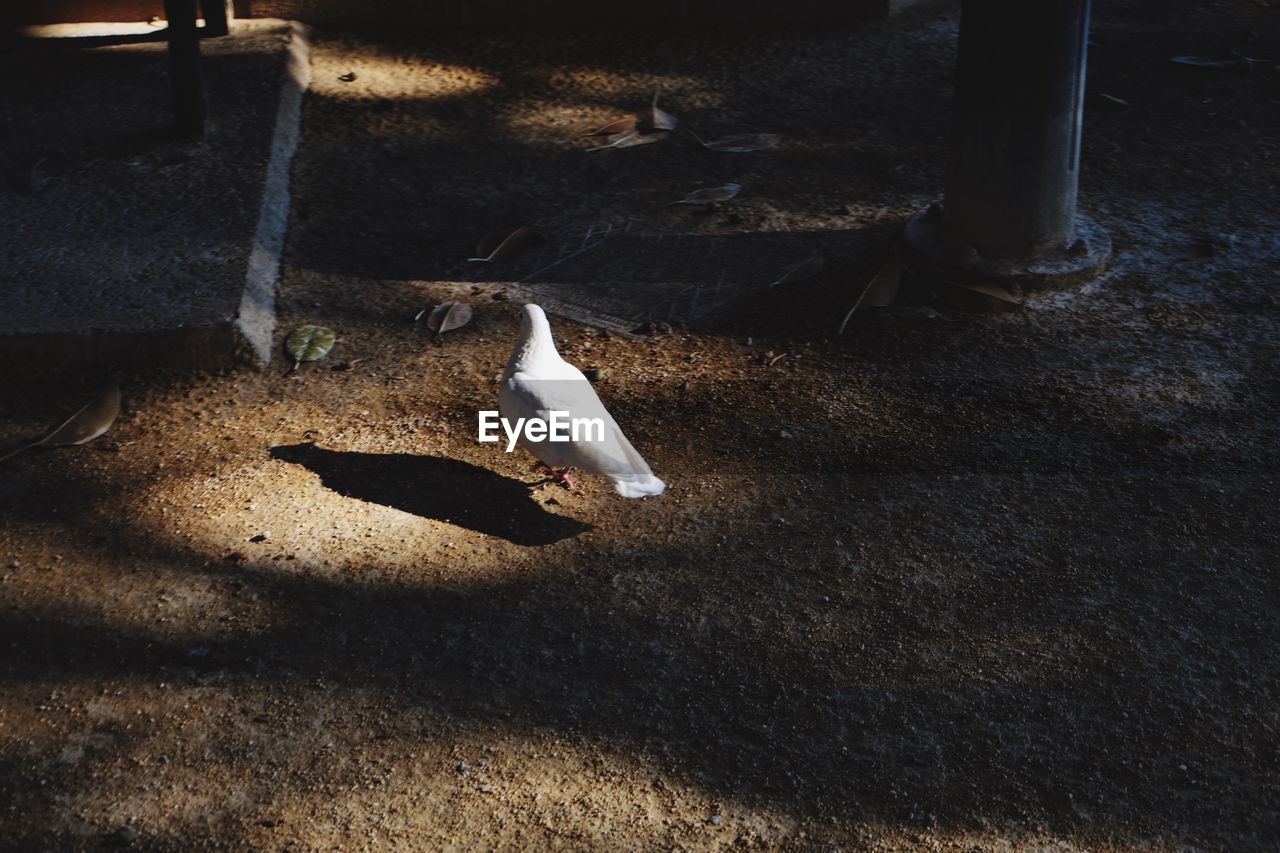 High angle view of white dove