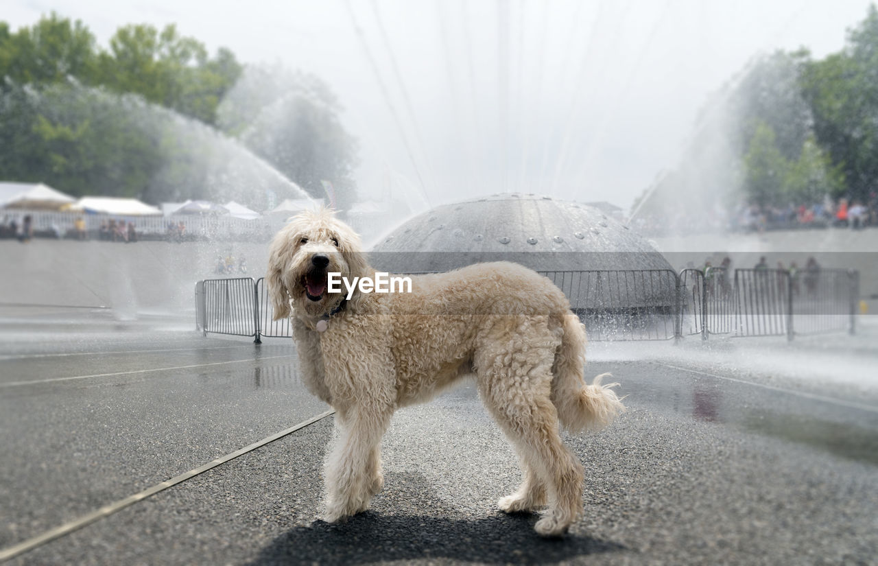 Side view of labradoodle dog by fountain