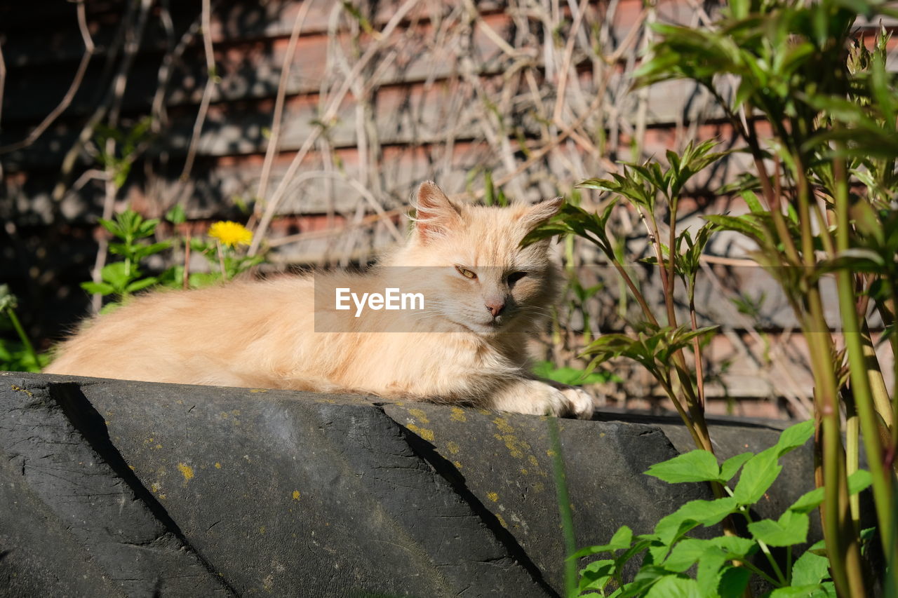 CAT SITTING IN A BACKYARD