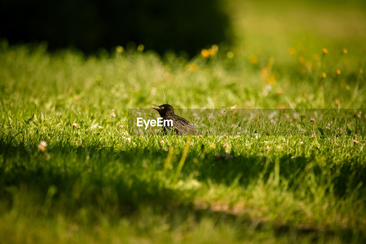 BUTTERFLY PERCHING ON GRASS
