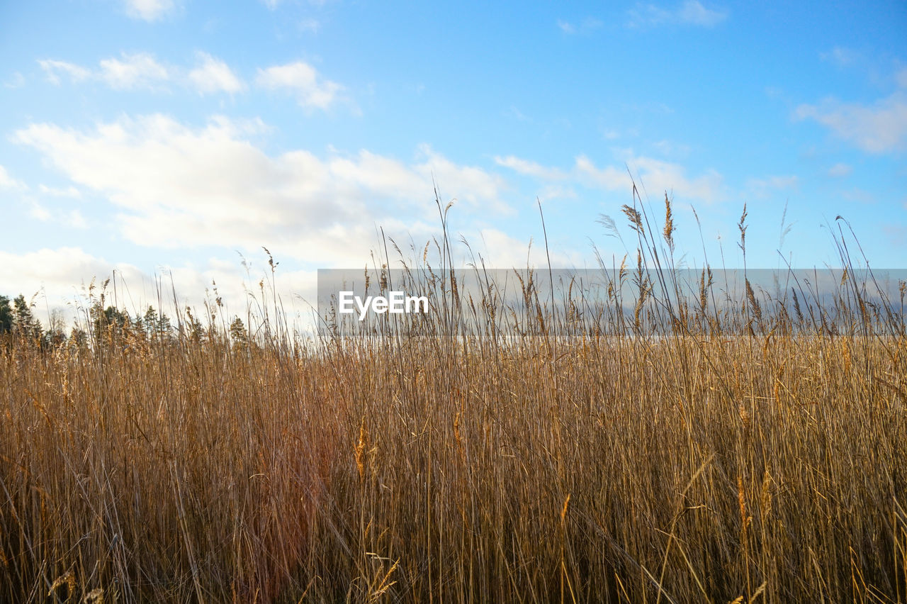 PLANTS GROWING AGAINST SKY