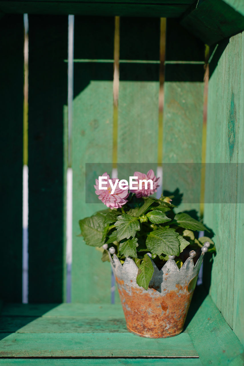 Potted flowers blooming by wall during sunny day