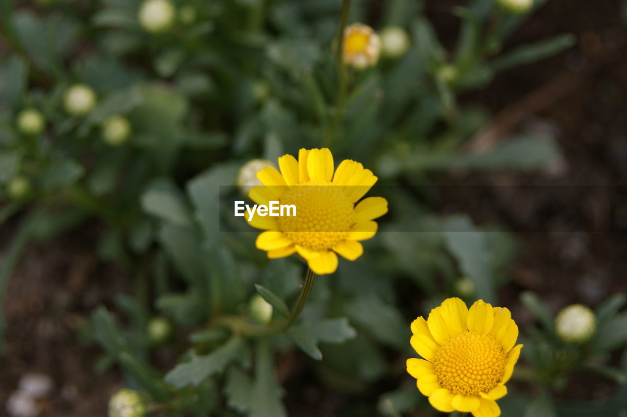 CLOSE-UP OF YELLOW ROSE FLOWER