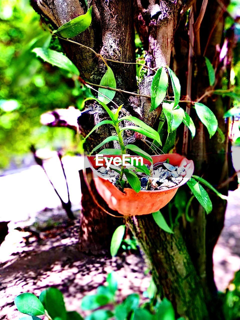 CLOSE-UP OF PLANT GROWING ON TREE TRUNK