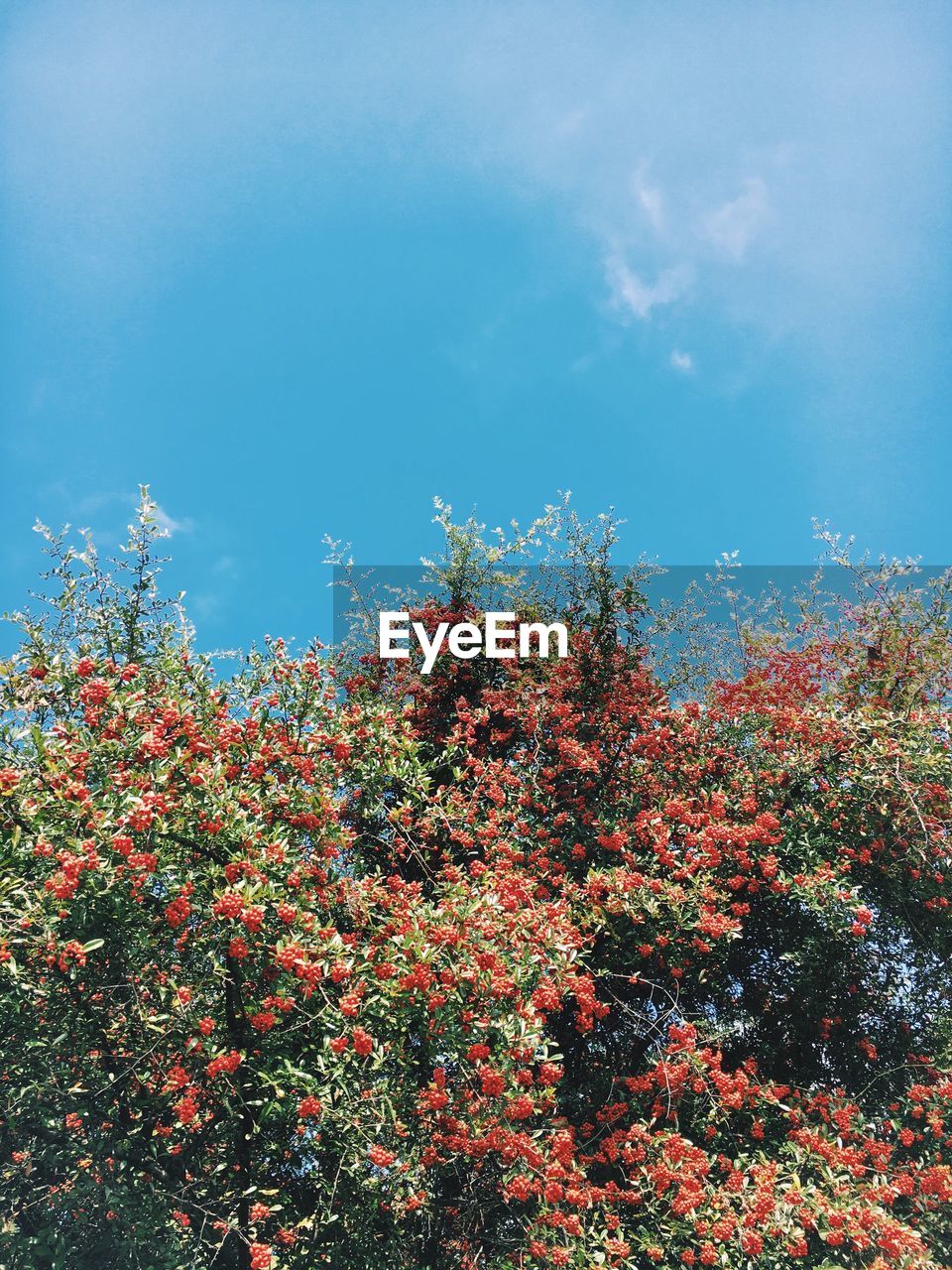 Low angle view of red flowers blooming on tree