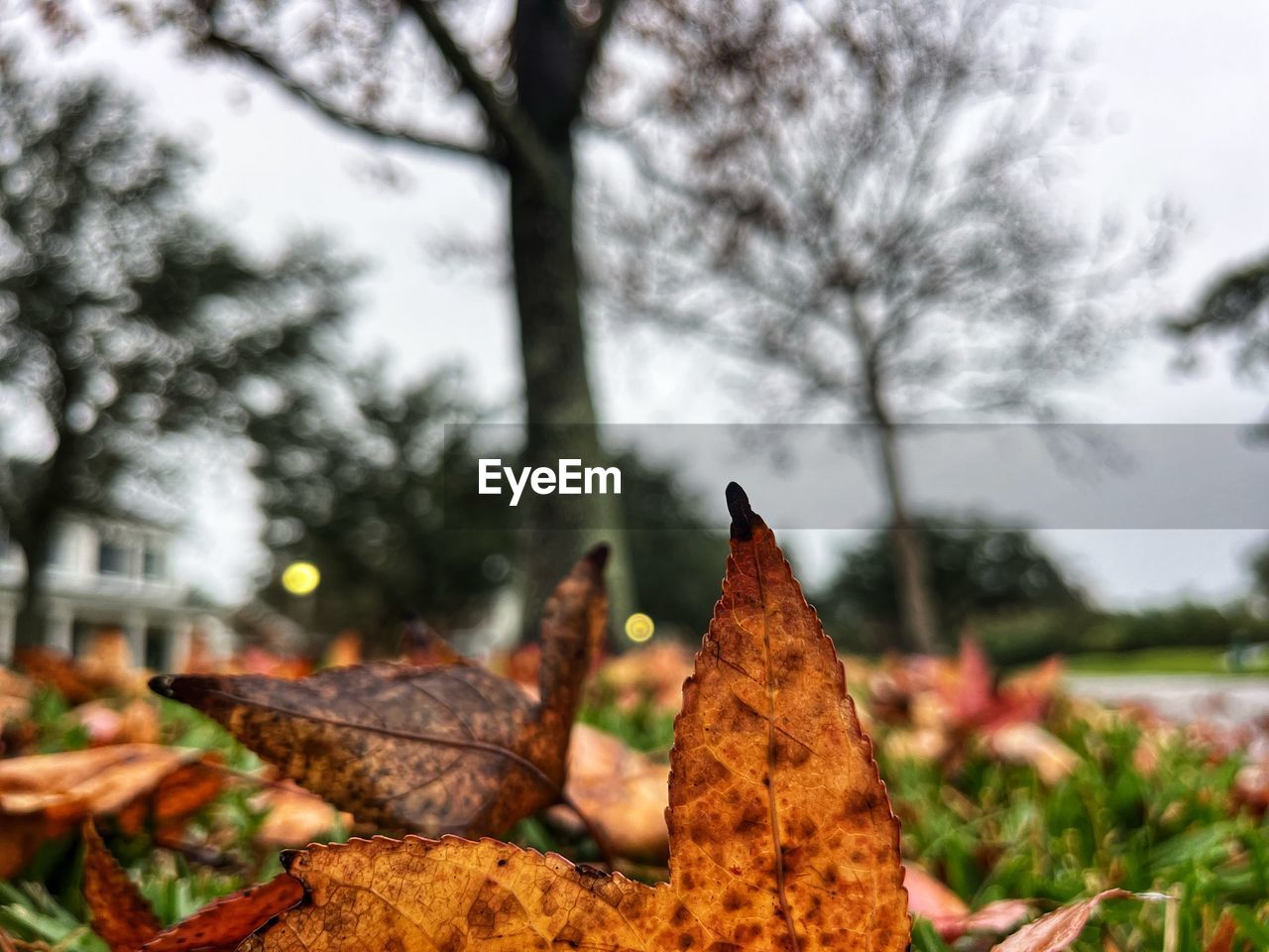 autumn, leaf, tree, plant, nature, flower, plant part, no people, focus on foreground, day, outdoors, sky, beauty in nature, food, close-up