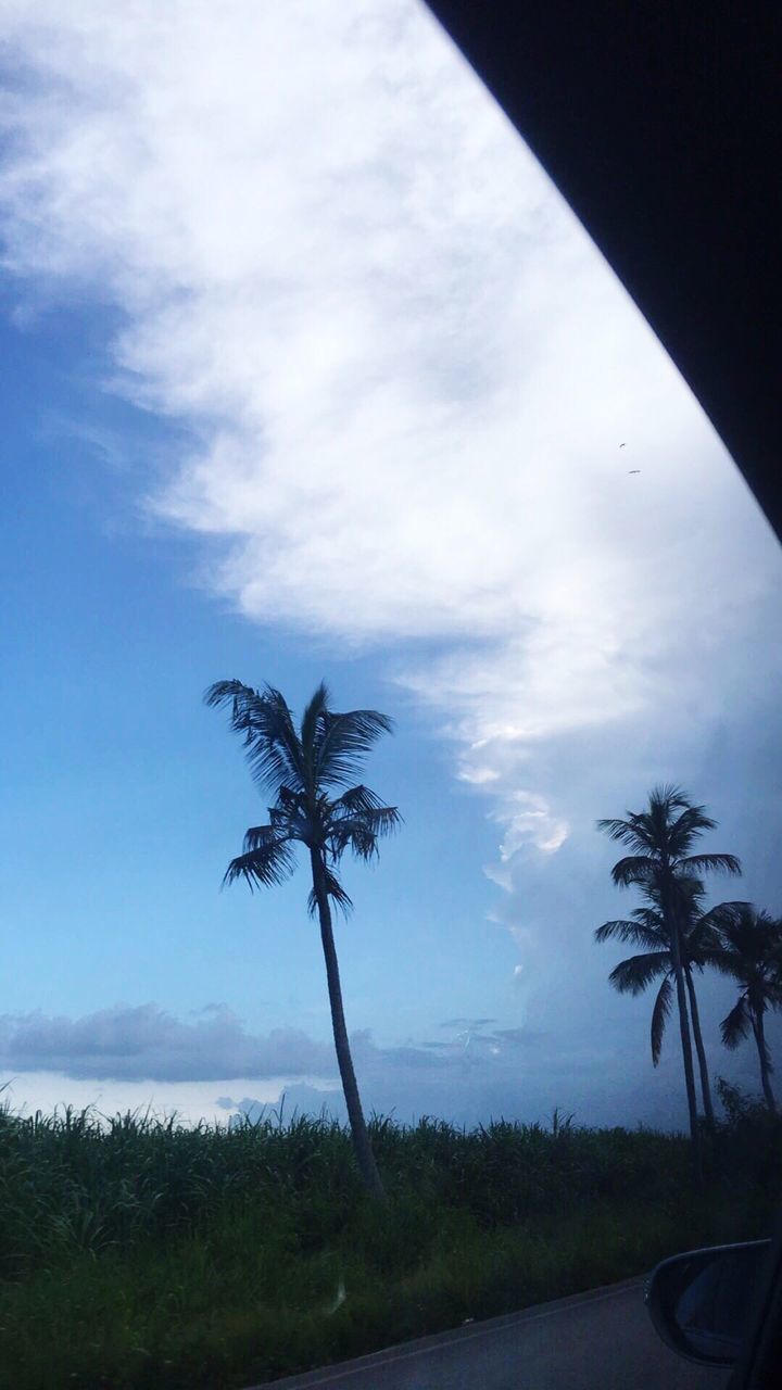 PALM TREES AT BEACH AGAINST SKY