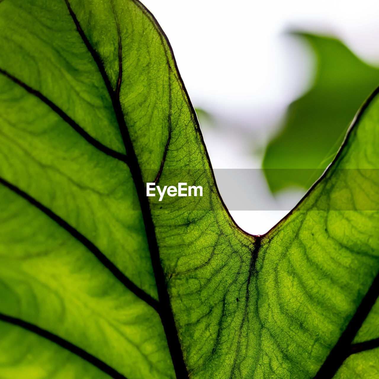 Close-up of green leaves