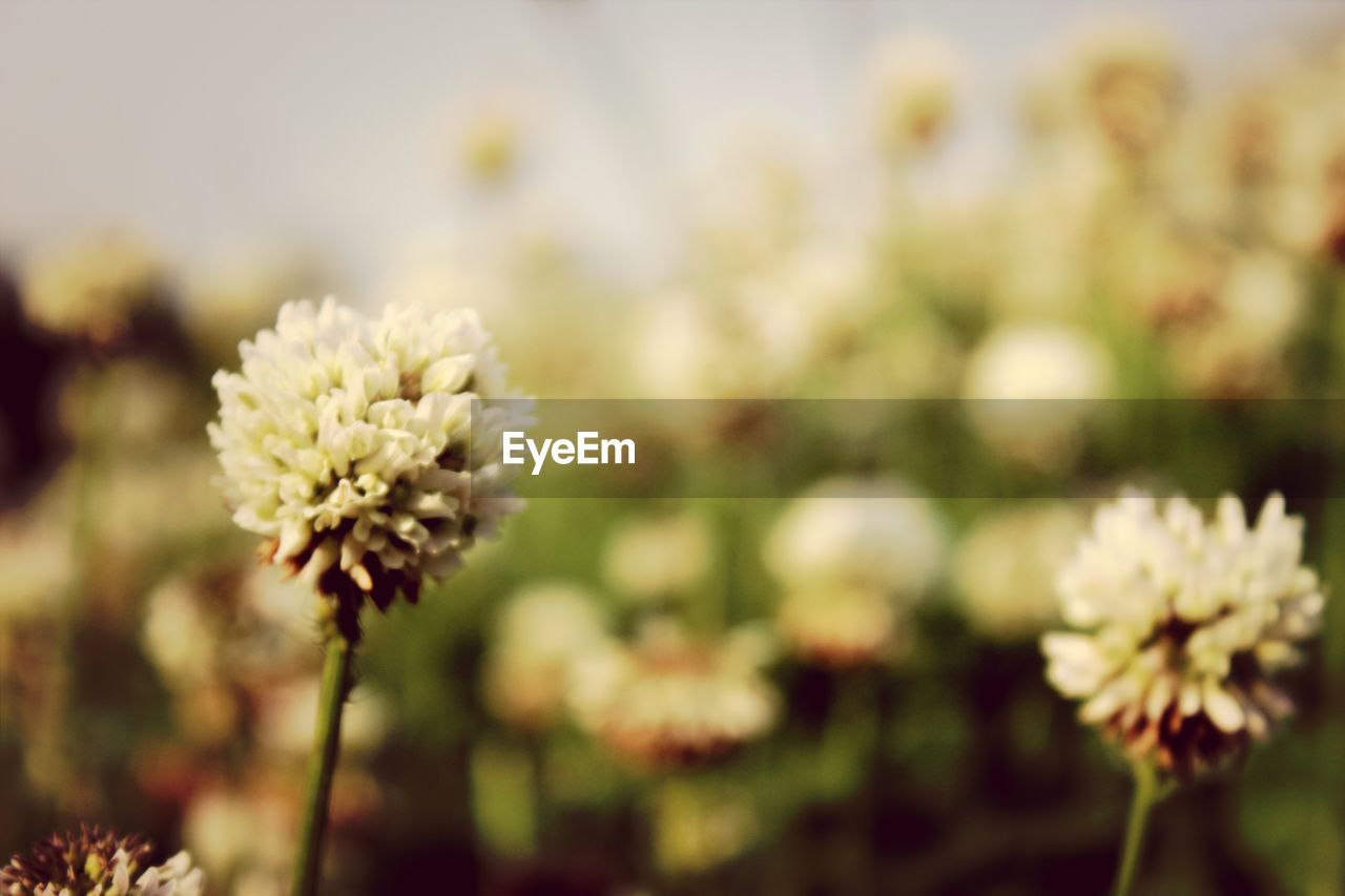 CLOSE-UP OF WHITE FLOWERING PLANT