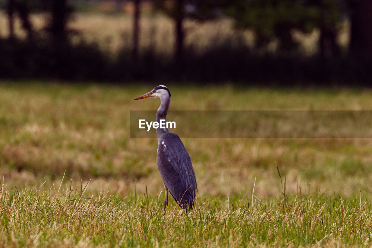 Bird perching on a field