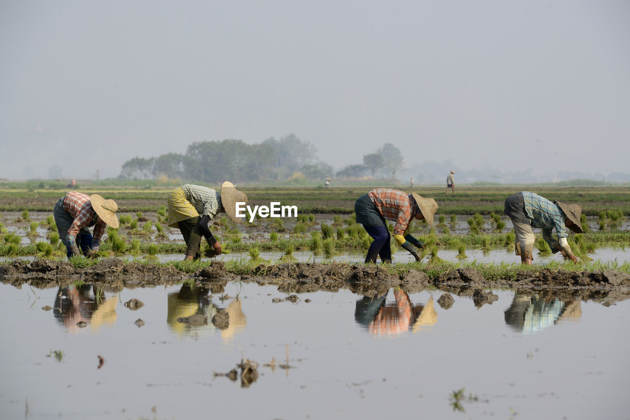 People planting rice on farm