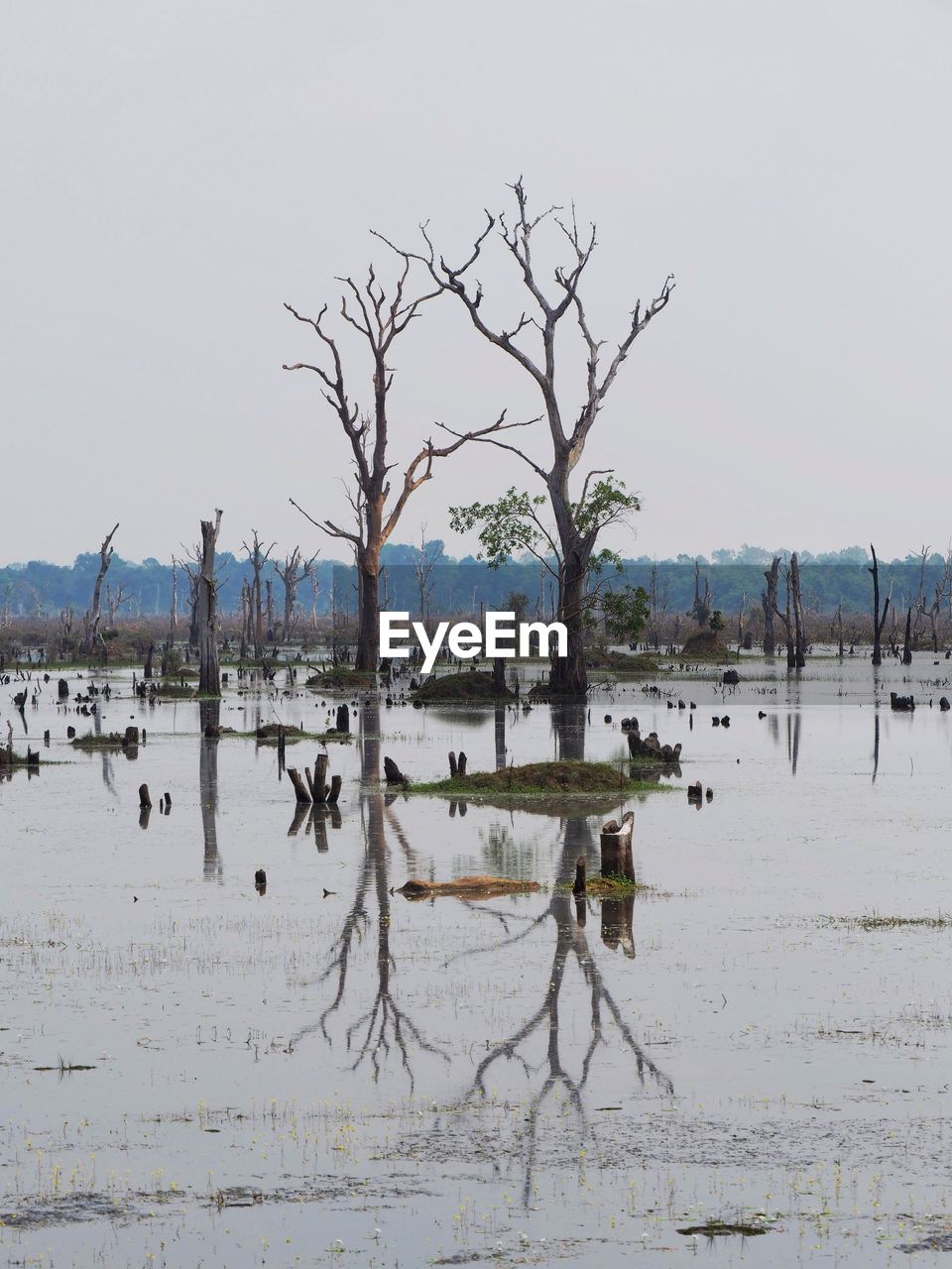 BARE TREES ON LAKE AGAINST CLEAR SKY