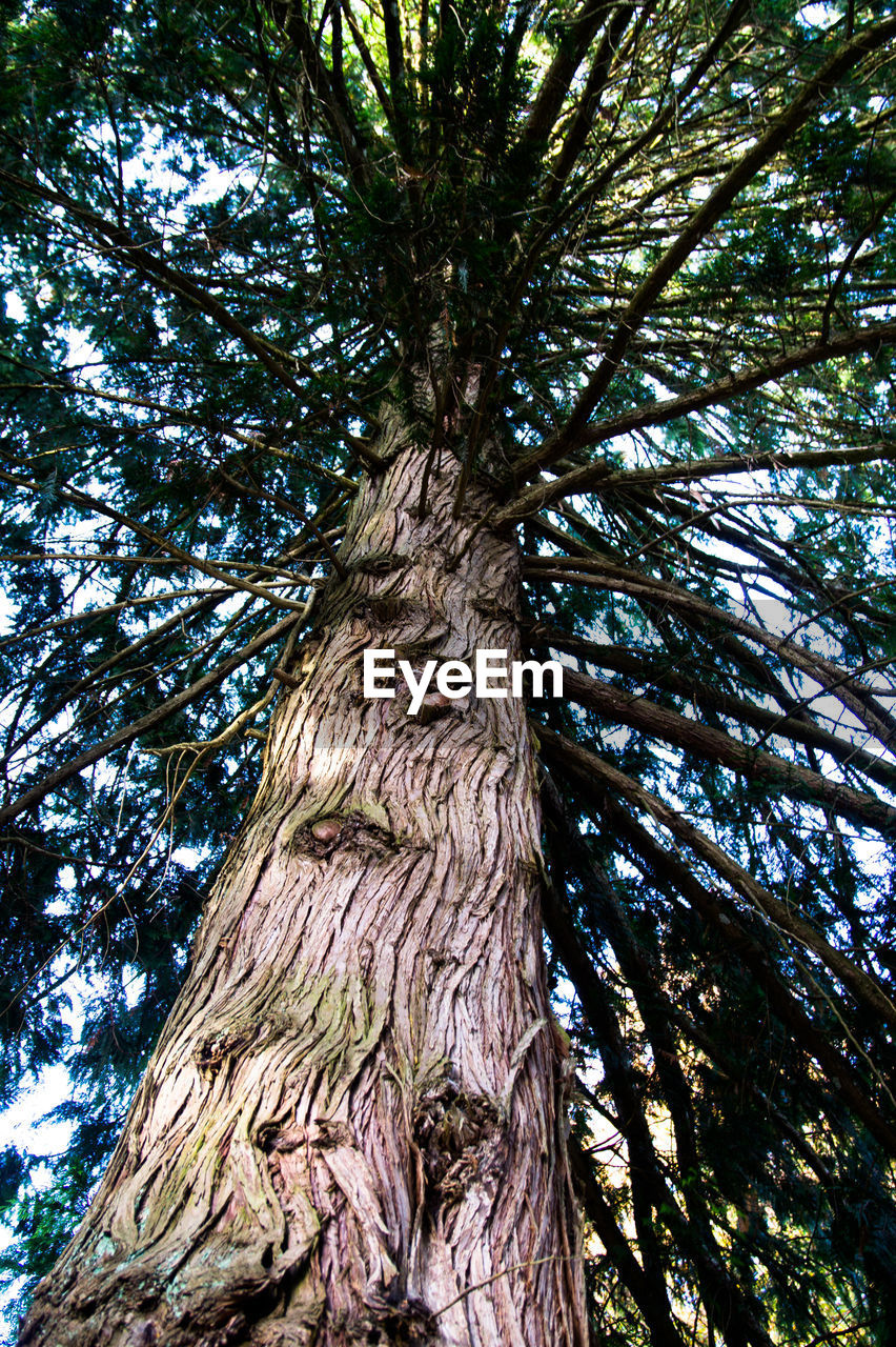 LOW ANGLE VIEW OF TREE BRANCHES