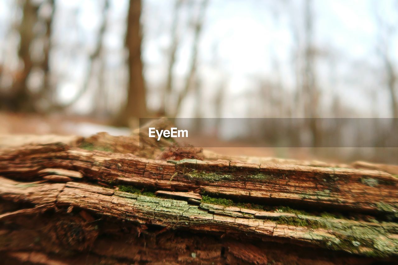 Close-up of tree stump in forest