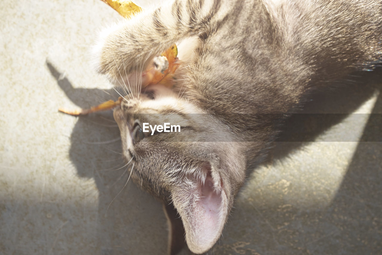 HIGH ANGLE VIEW OF CAT IN MOUTH