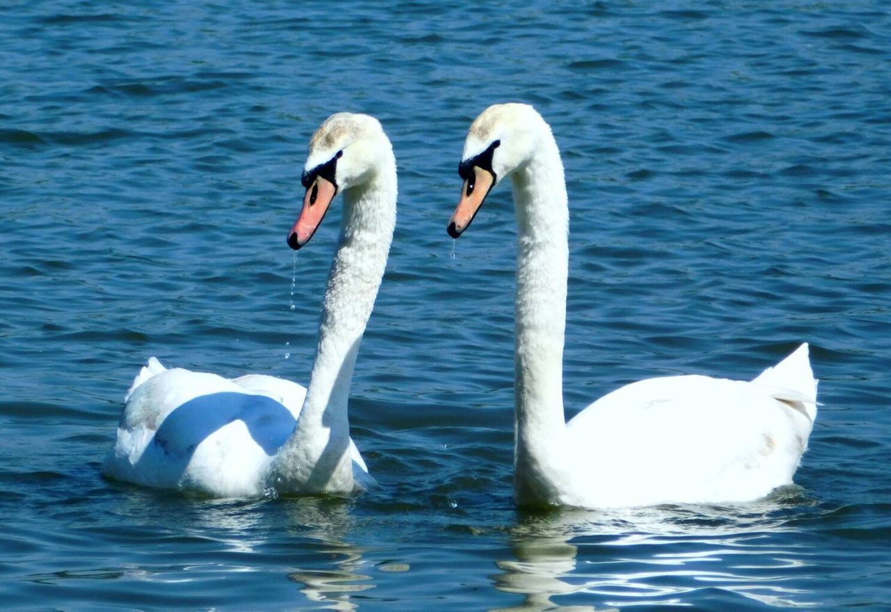 SWANS IN LAKE