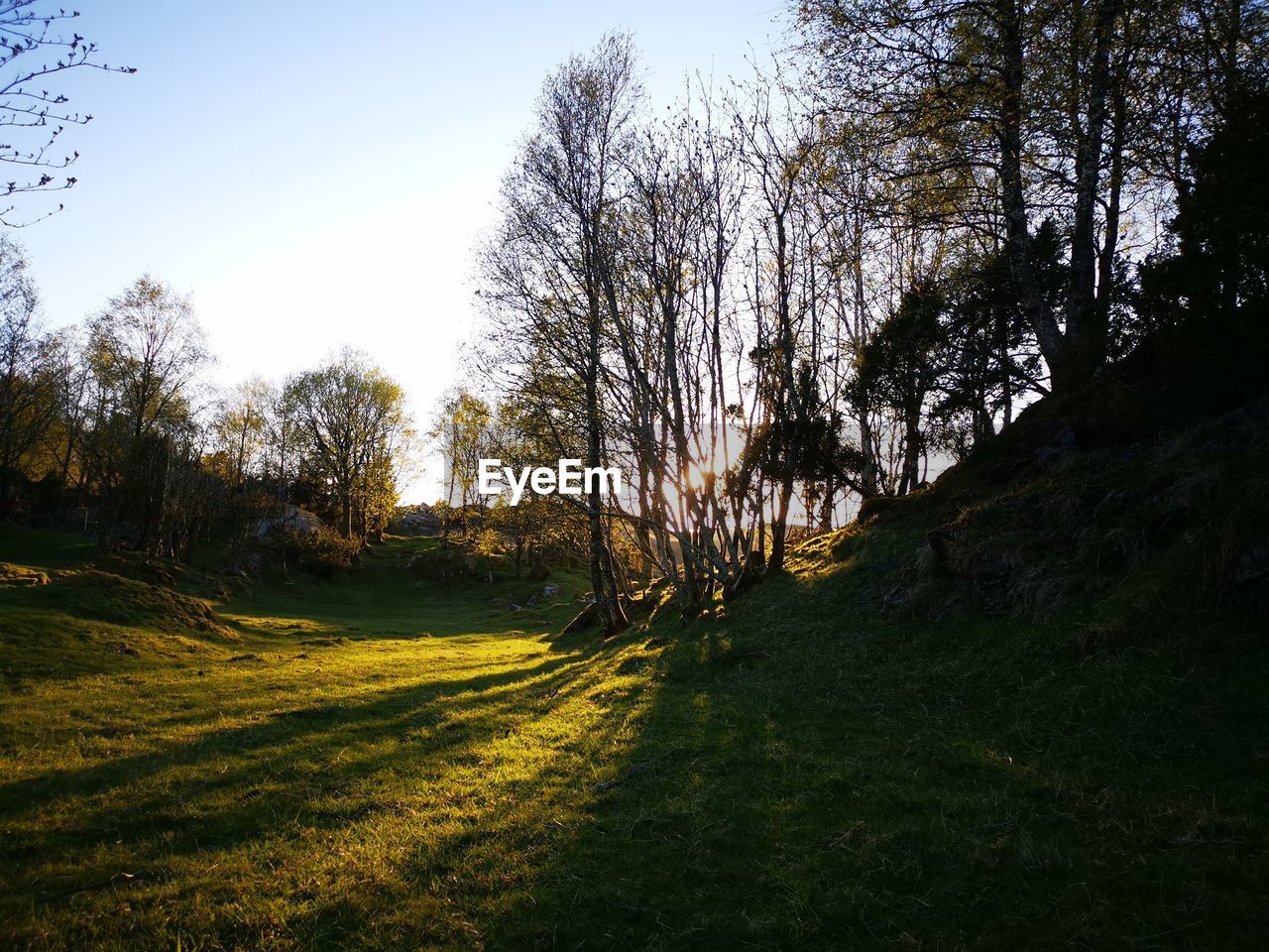 VIEW OF TREES ON LAND