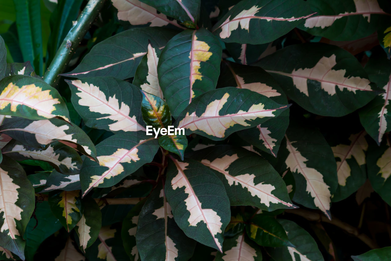 CLOSE-UP OF LEAVES